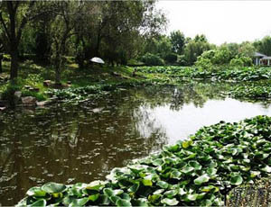 汉水公园水生湿地植物在水景中应用示例分析