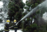 淮阳官兵雪中抢救古树名木